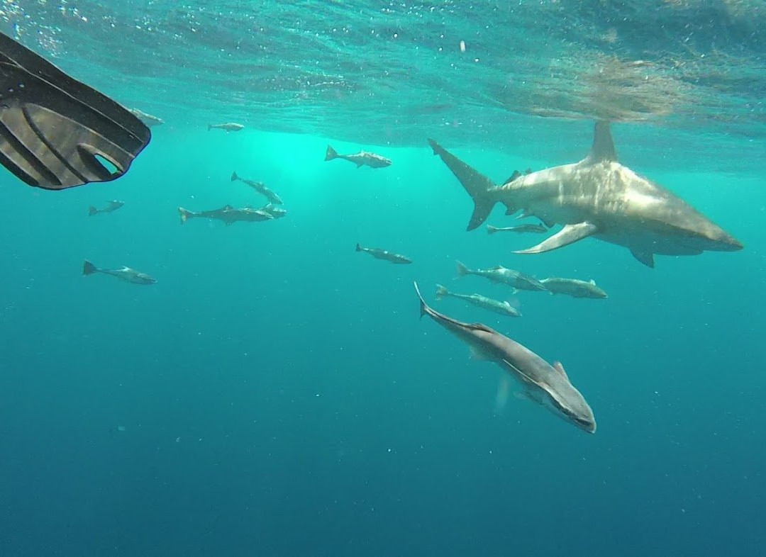 Blue Wilderness Shark Adventures景点图片