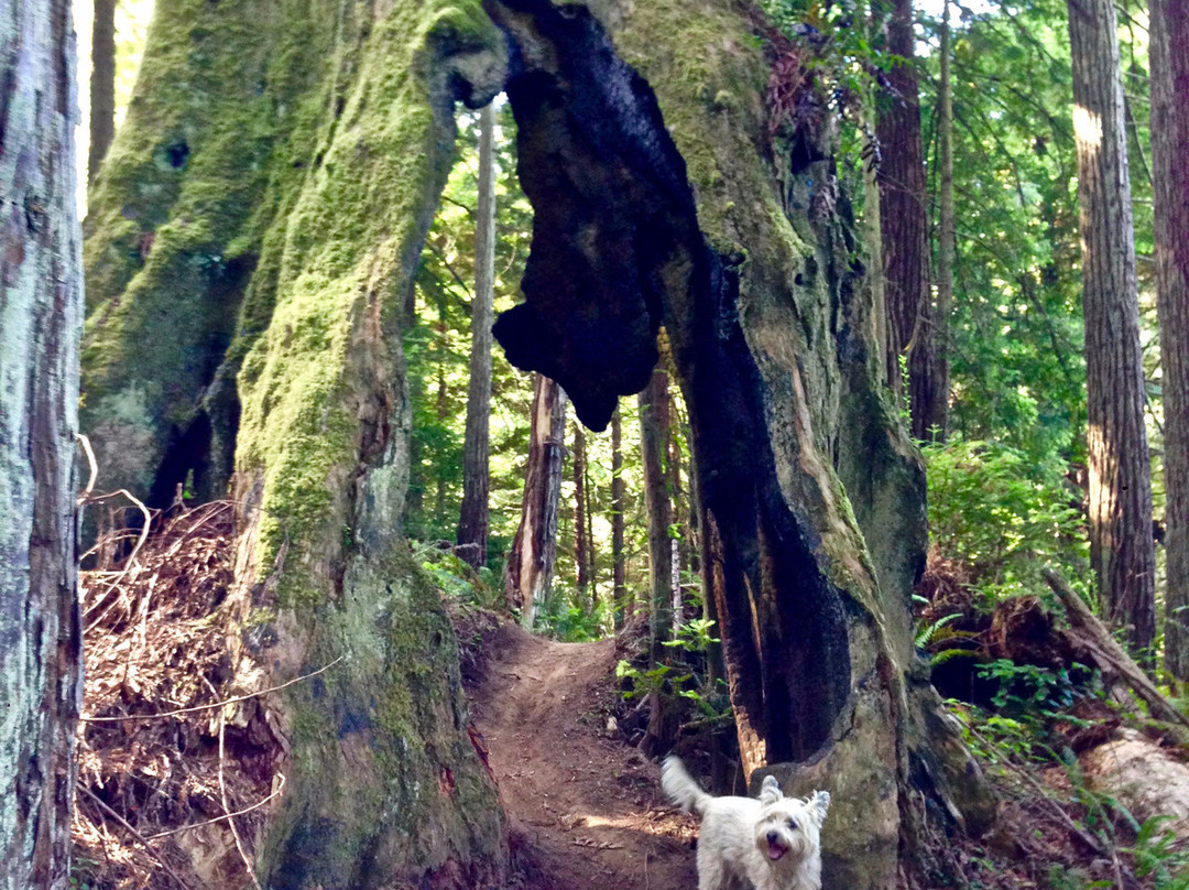 Arcata Community Forest景点图片