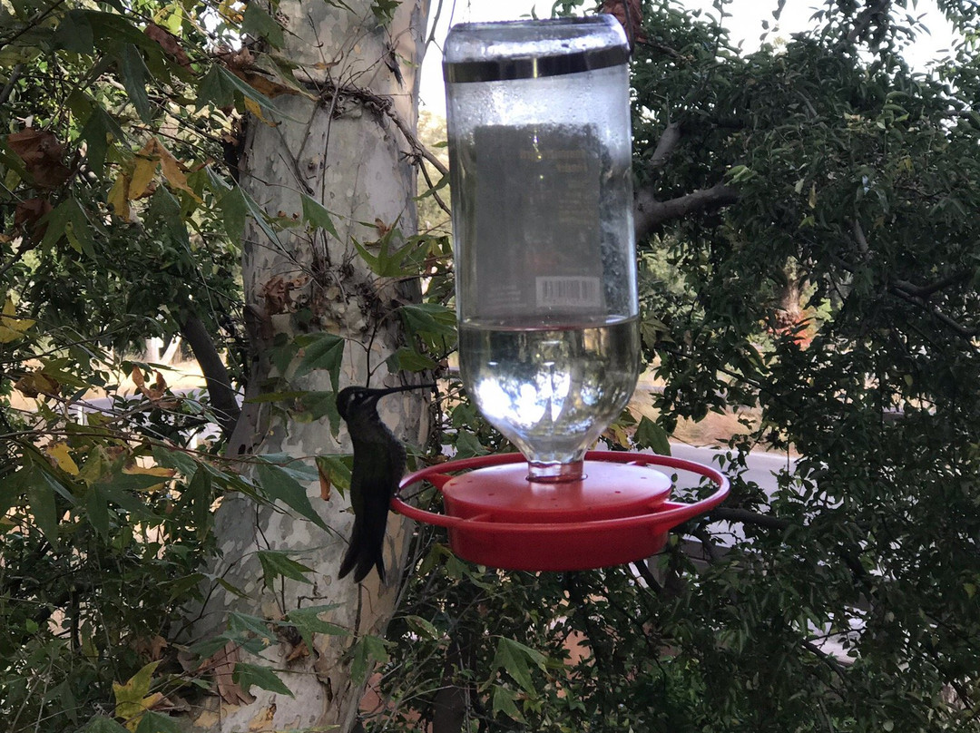 Chuparosa Inn Bed and Breakfast主图