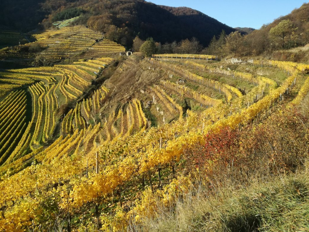 Weingut Franz Hirtzberger-施皮茨必去景点