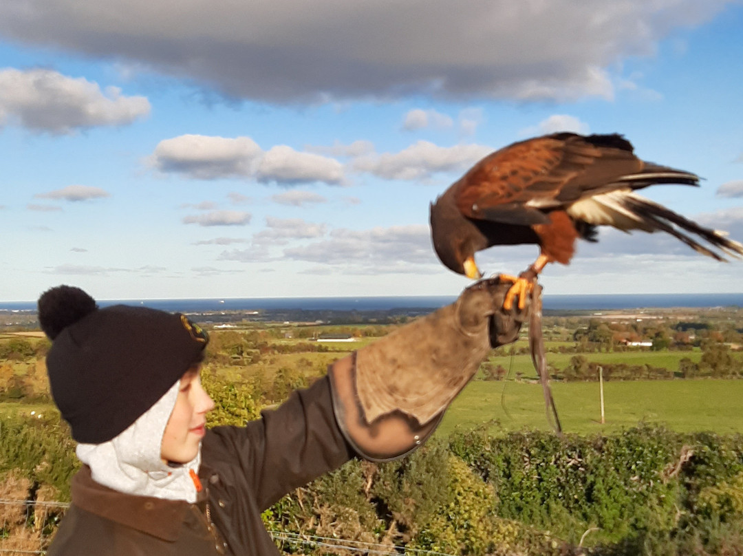 Newgrange Falconry-Julianstown必去景点