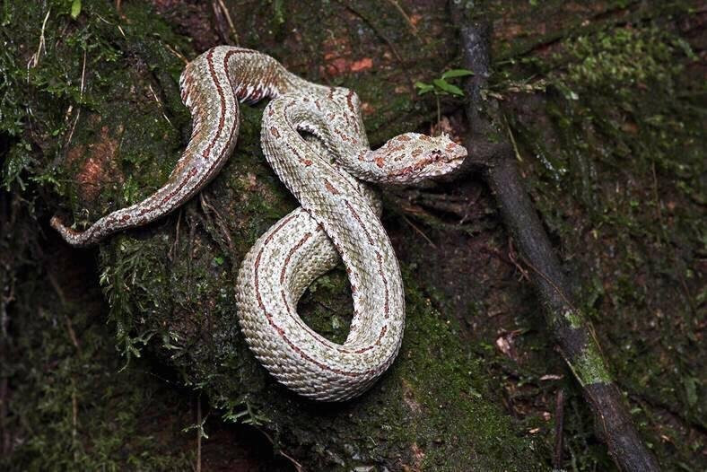 Redfrogteam Guardianes de la Naturaleza-旧港必去景点