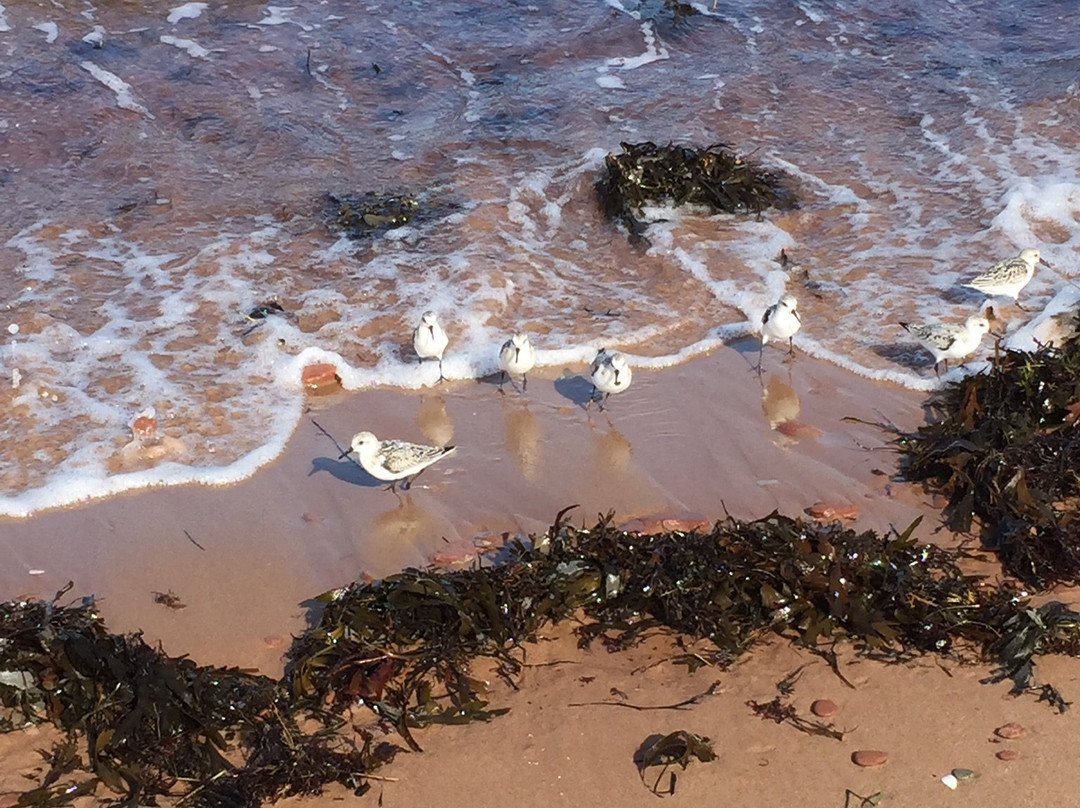 Cavendish Beach-卡文迪西必去景点