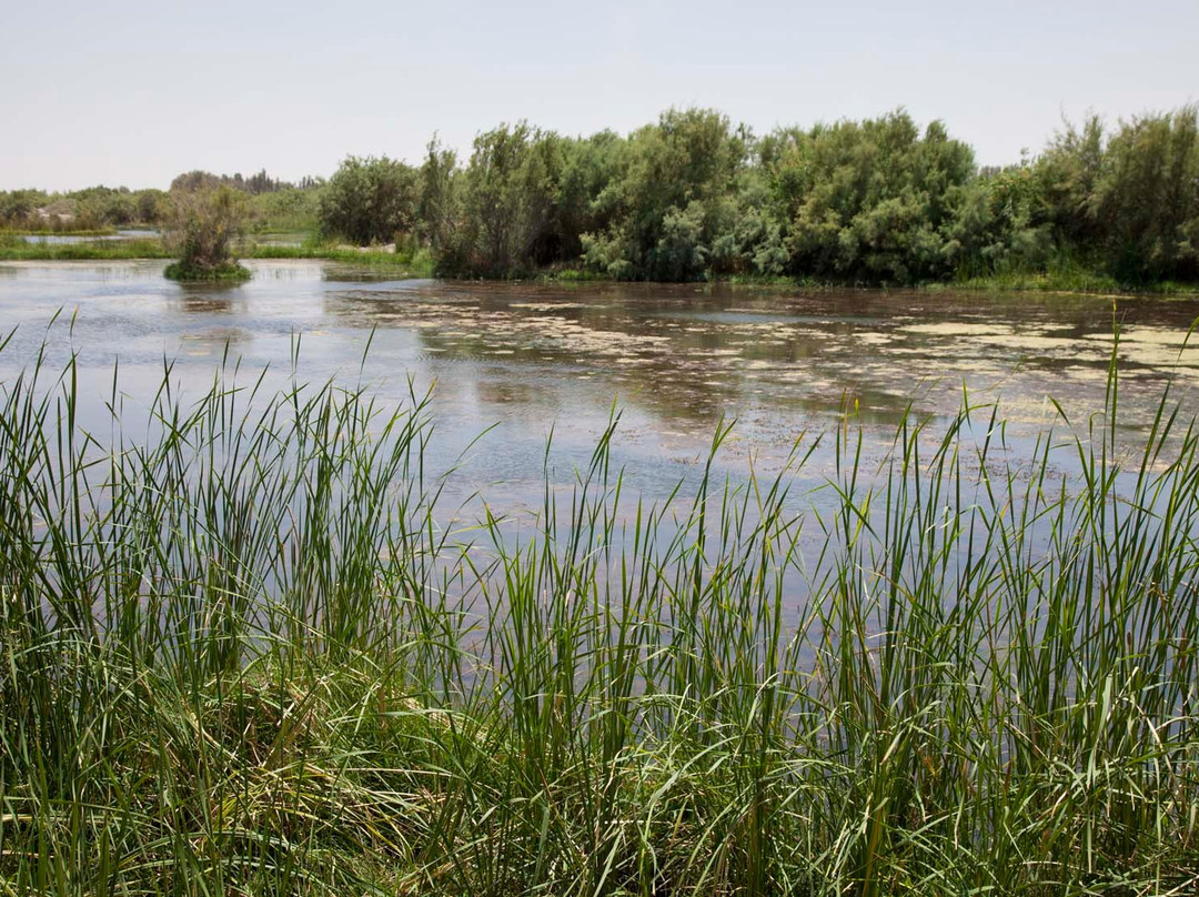 Azraq Wetland Reserve景点图片