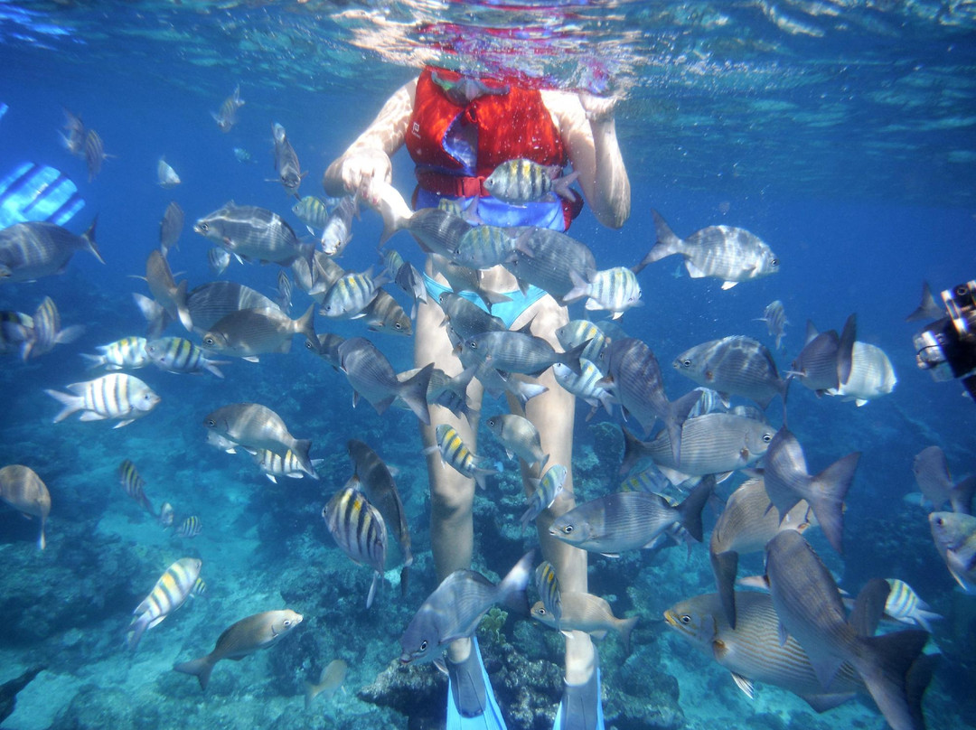 Coral Beach UNDERWATERCUBA景点图片