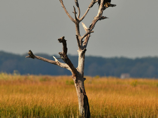 Proud Mary Charters-钦科蒂格岛必去景点