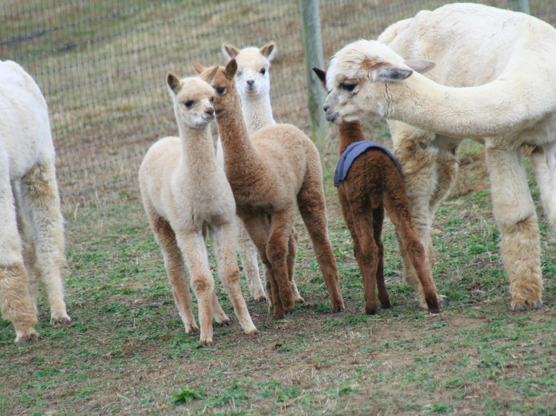 Honaker旅游景点-Dreamland Alpacas LLC