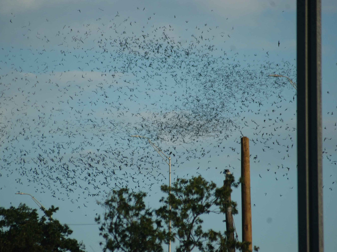 Bats in Round Rock景点图片