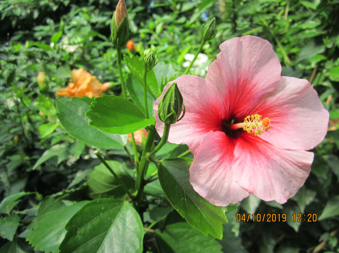 Donetsk Botanical Garden-顿涅茨克必去景点