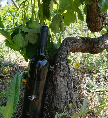 Adega Joaquim d'Avó-Santa Catarina da Serra必去景点