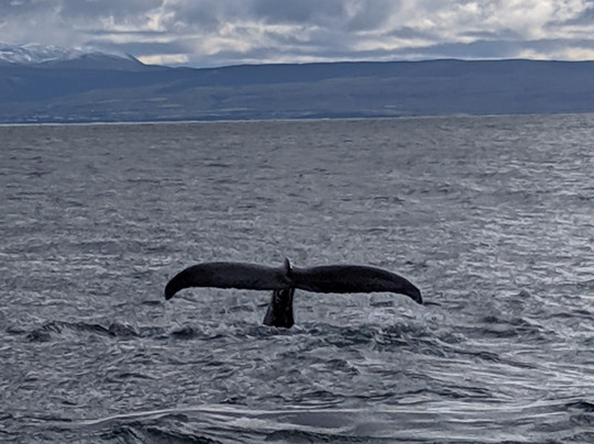Salka Whale Watching-胡萨维克必去景点