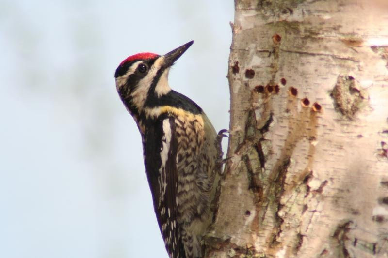 Meadow Park Lake-Crossville必去景点