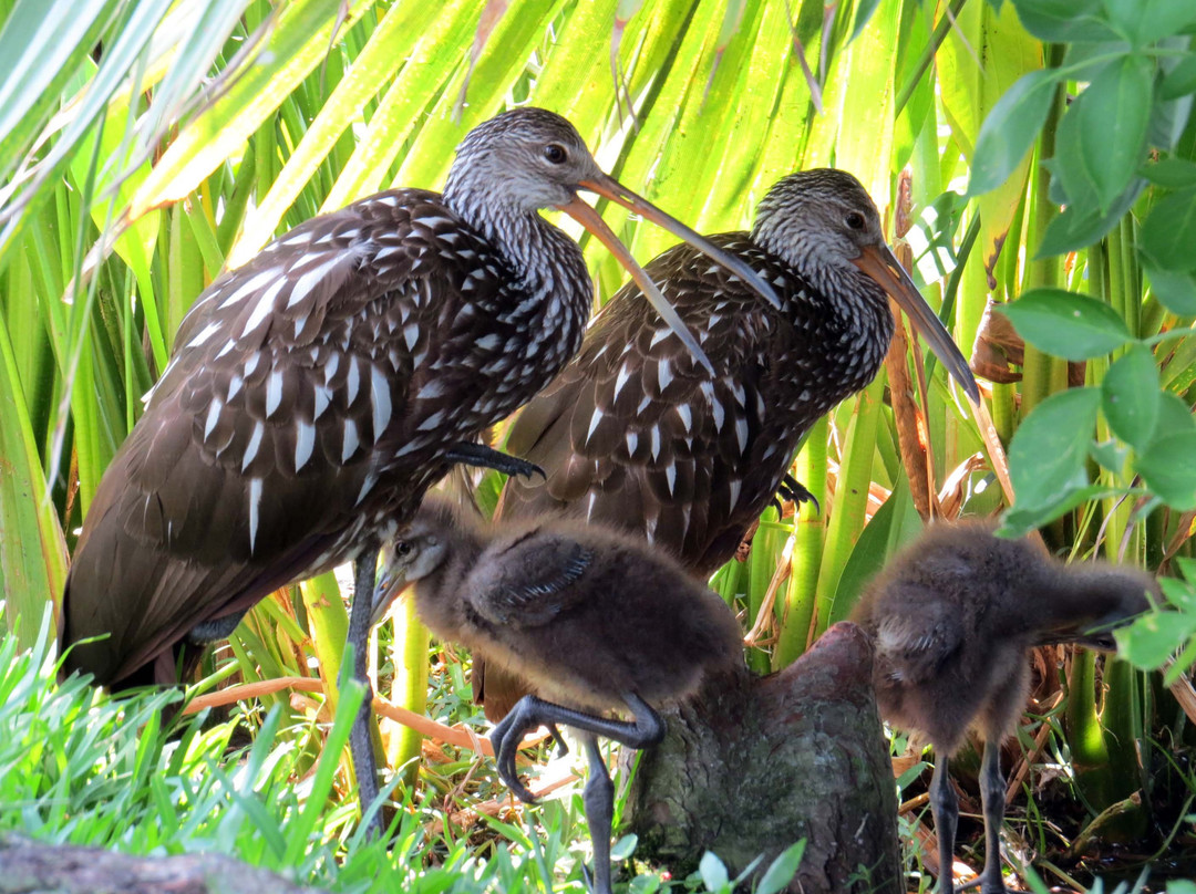 Lake Morton-莱克兰必去景点