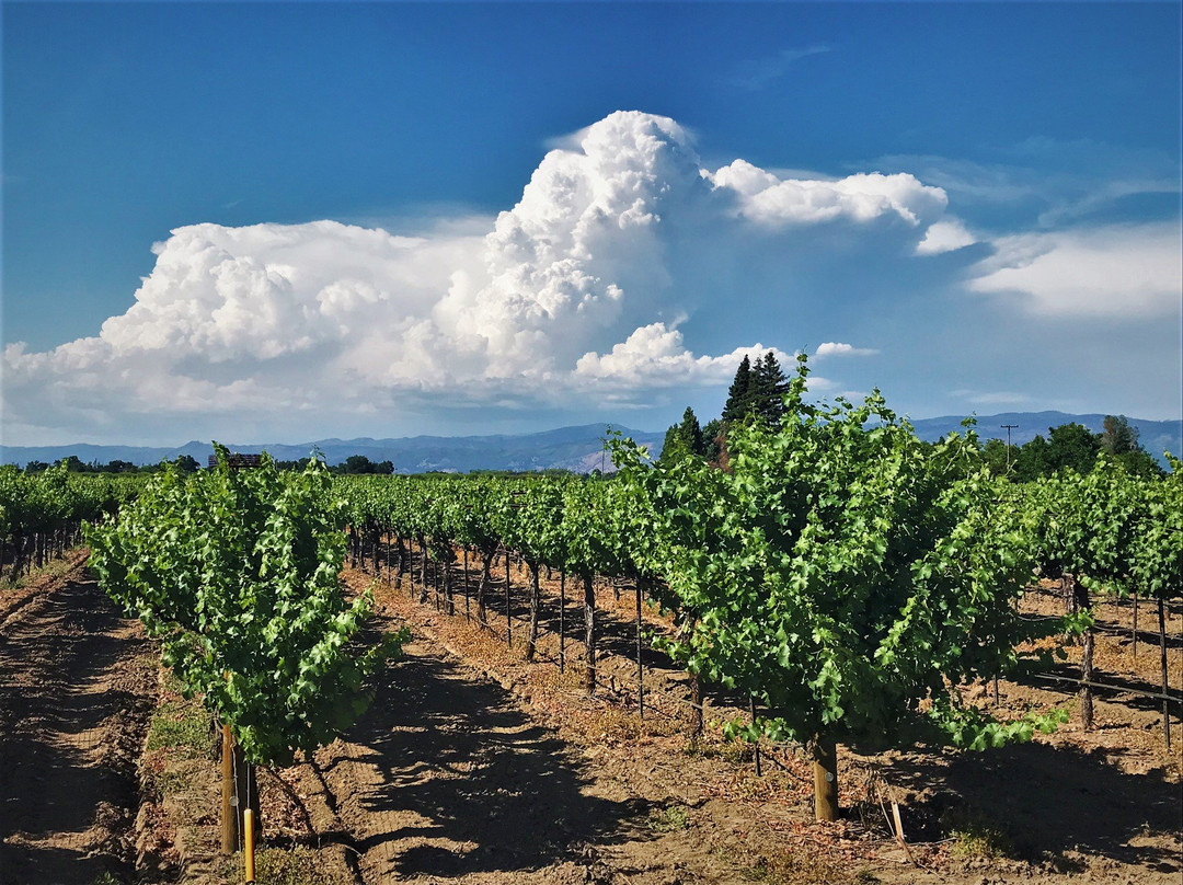 Kaz Winery景点图片