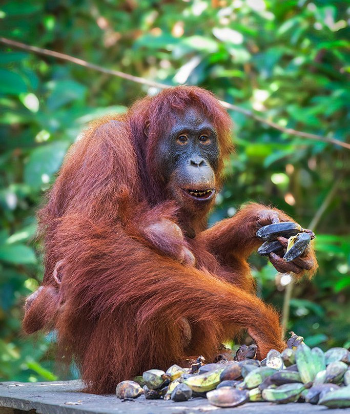 Pondok Tanggui Orangutan Rehabilitation Center-Kumai必去景点