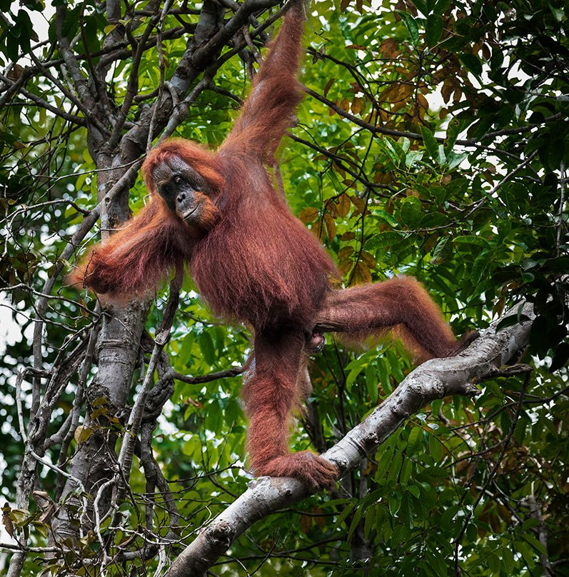 Pondok Tanggui Orangutan Rehabilitation Center-Kumai必去景点