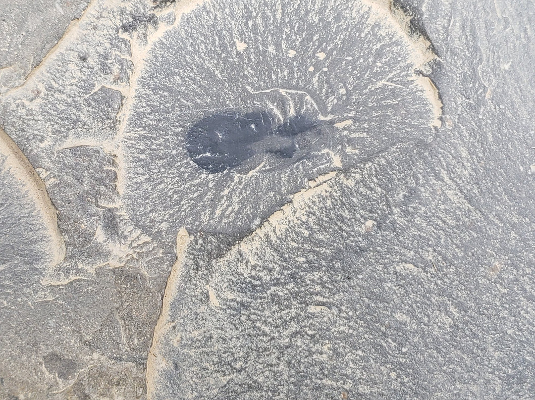 The Burgess Shale Geoscience Foundation景点图片
