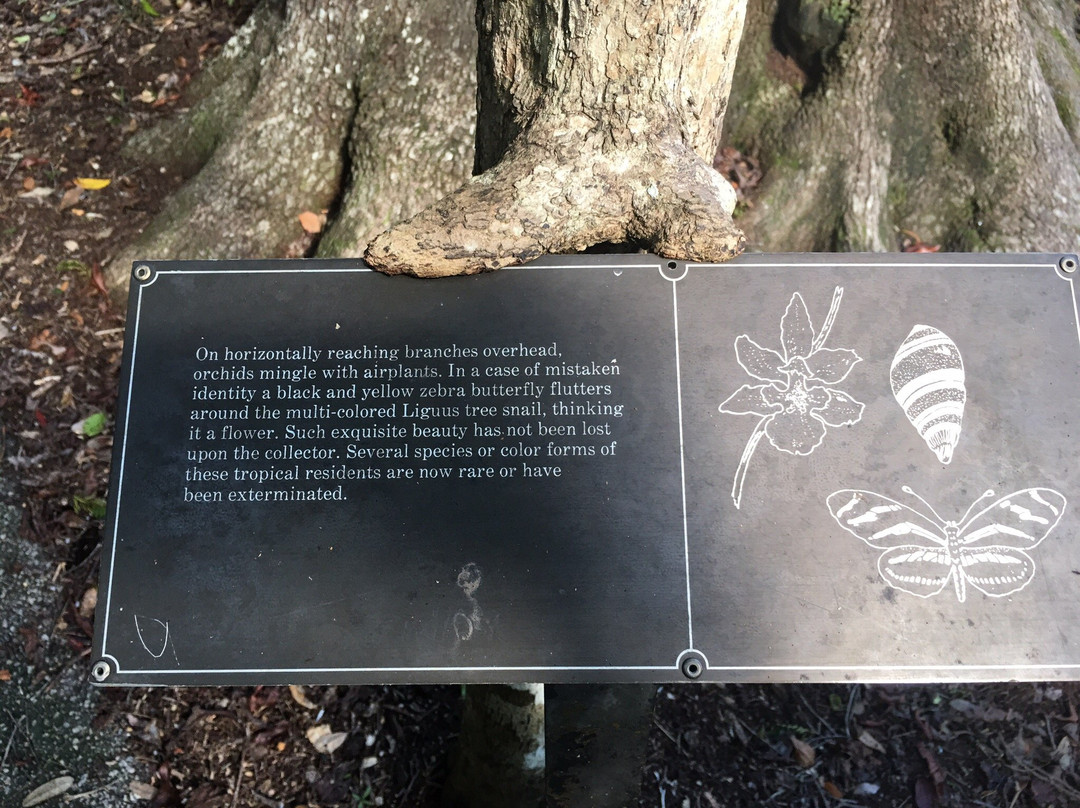 Gumbo Limbo Trail-大沼泽国家公园必去景点