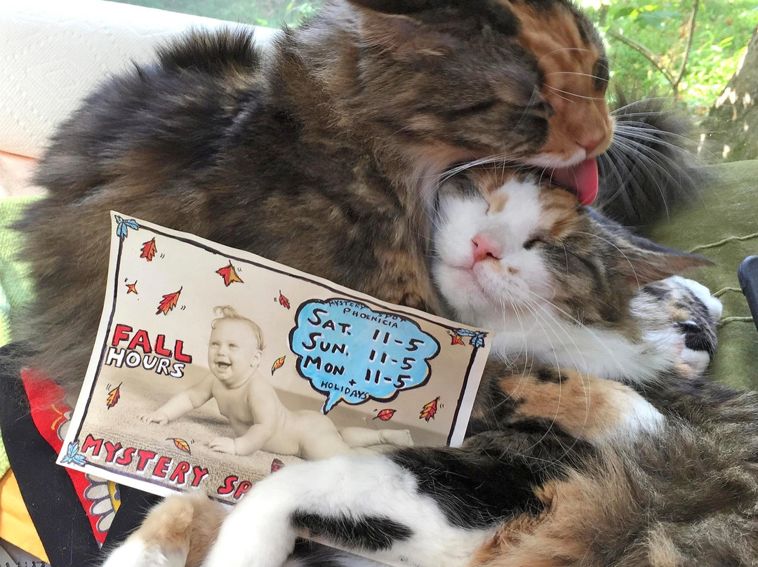 Mystery Spot Antiques-Phoenicia必去景点