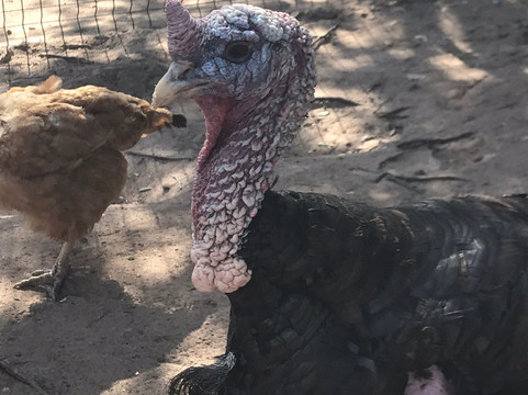 La Ferme De Padula-维琪奥港必去景点