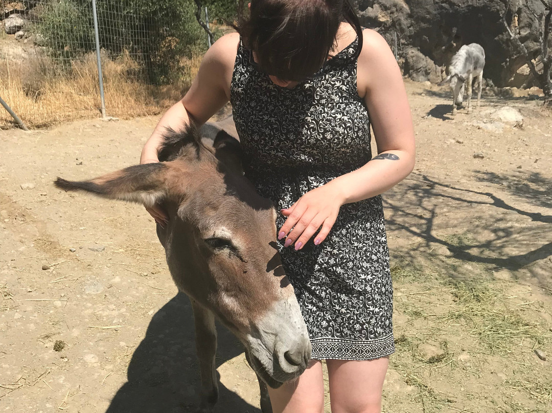 Walk With Donkeys景点图片