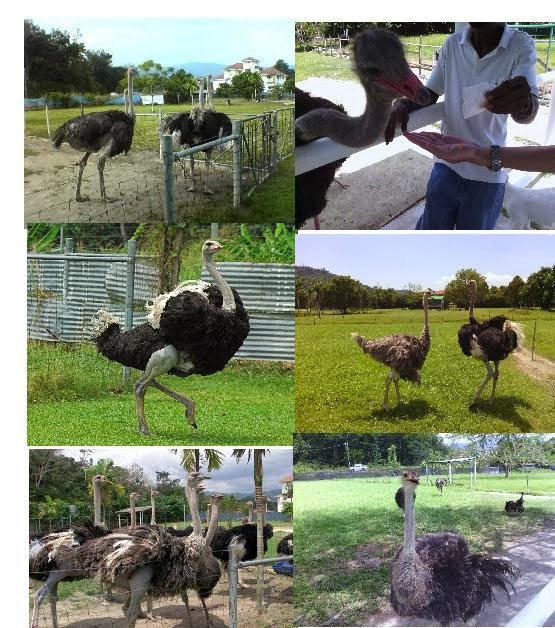 Jelita Ostrich Farm景点图片