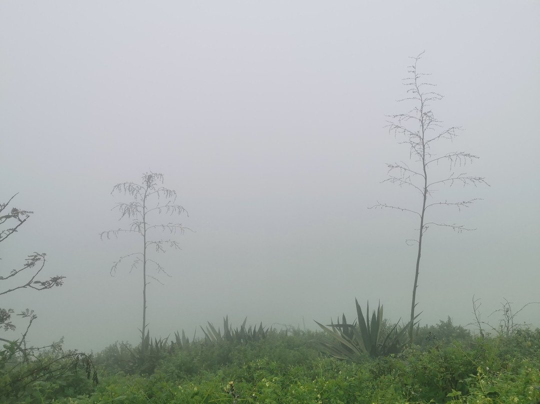 Reserva Nacional Lomas de Lachay景点图片