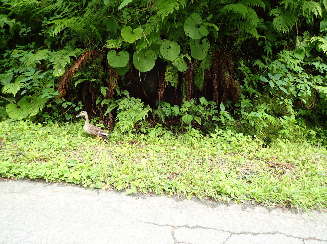 Lake Sugo-酒田市必去景点