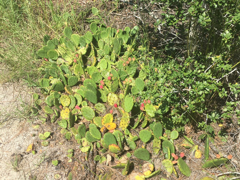 Heritage Shores Nature Preserve-美特尔海滩必去景点