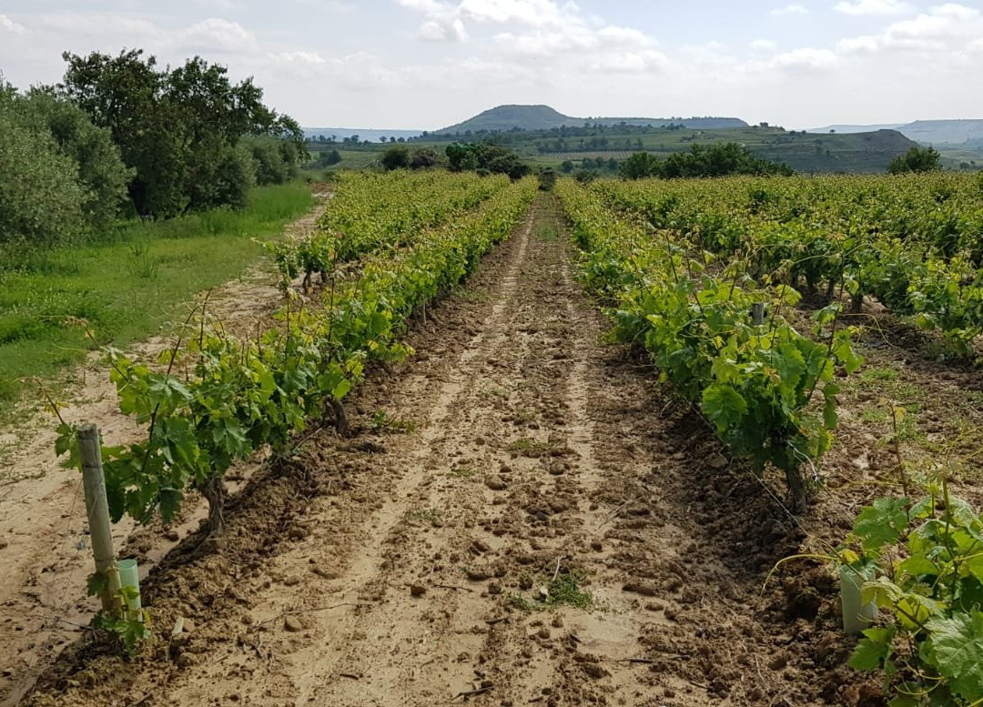 Bodegas González Puras景点图片