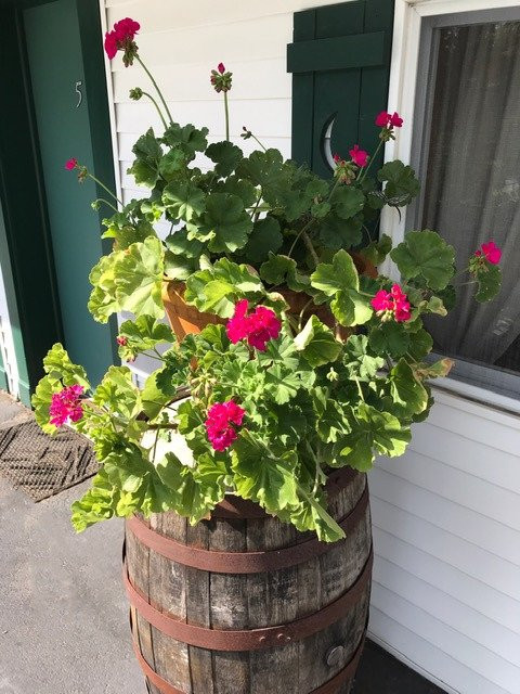 Williamston Inn Motel主图