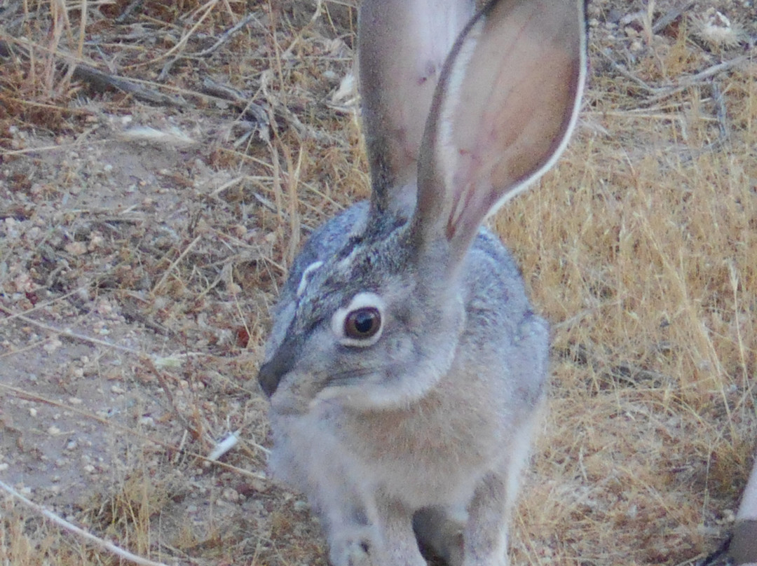 Joshua Tree National Park-约书亚树必去景点