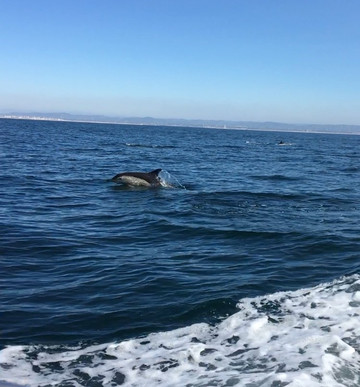 Formosamar-法罗必去景点