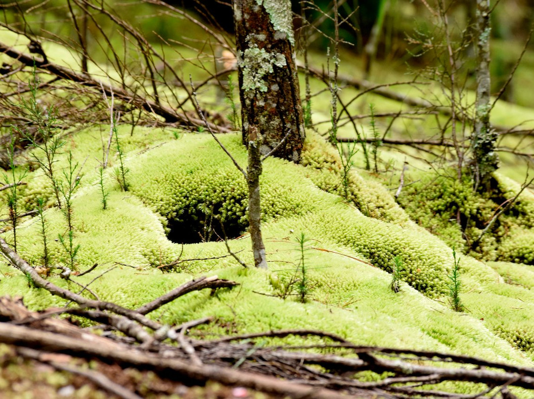Augustine Tours Ltd-布松布拉必去景点