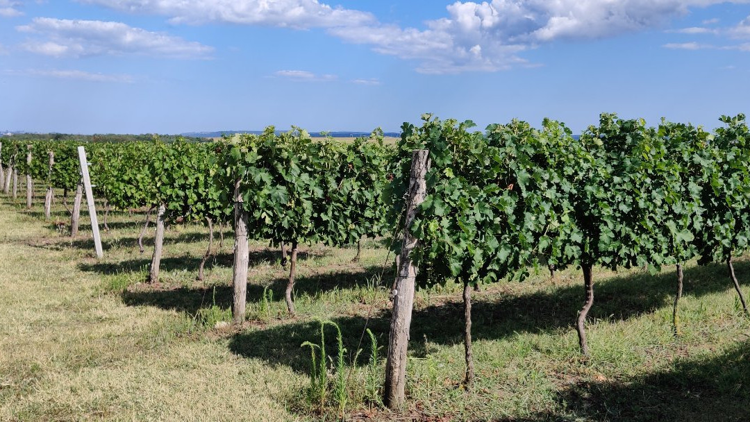 Prisoe Winery-瓦尔纳必去景点