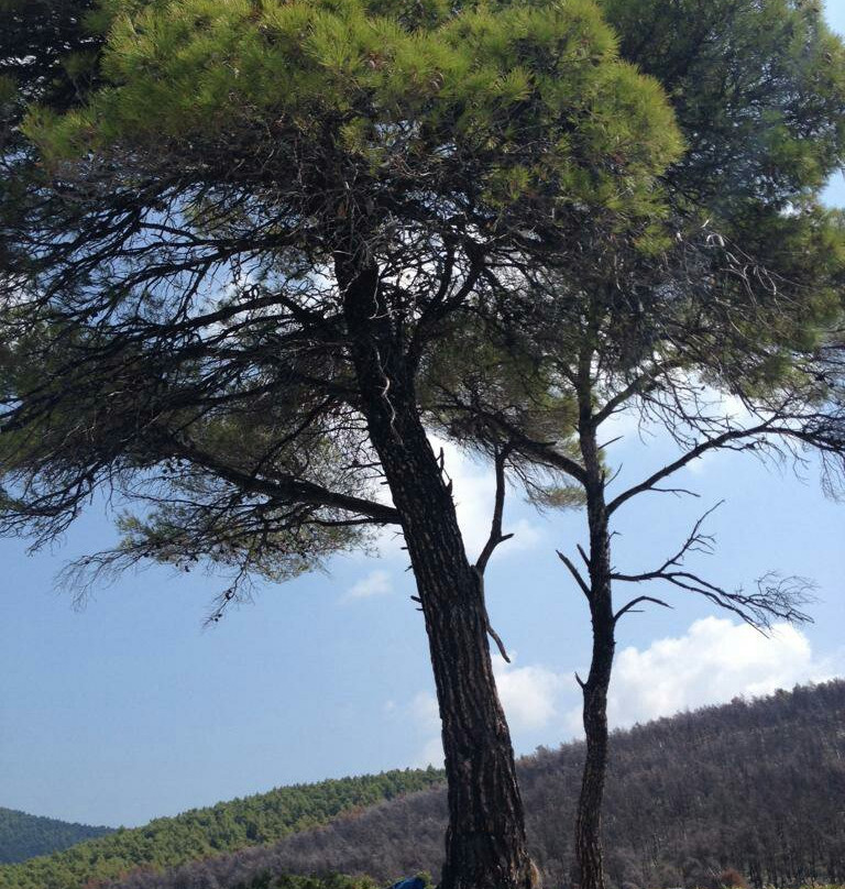Three Trees Amarandos景点图片