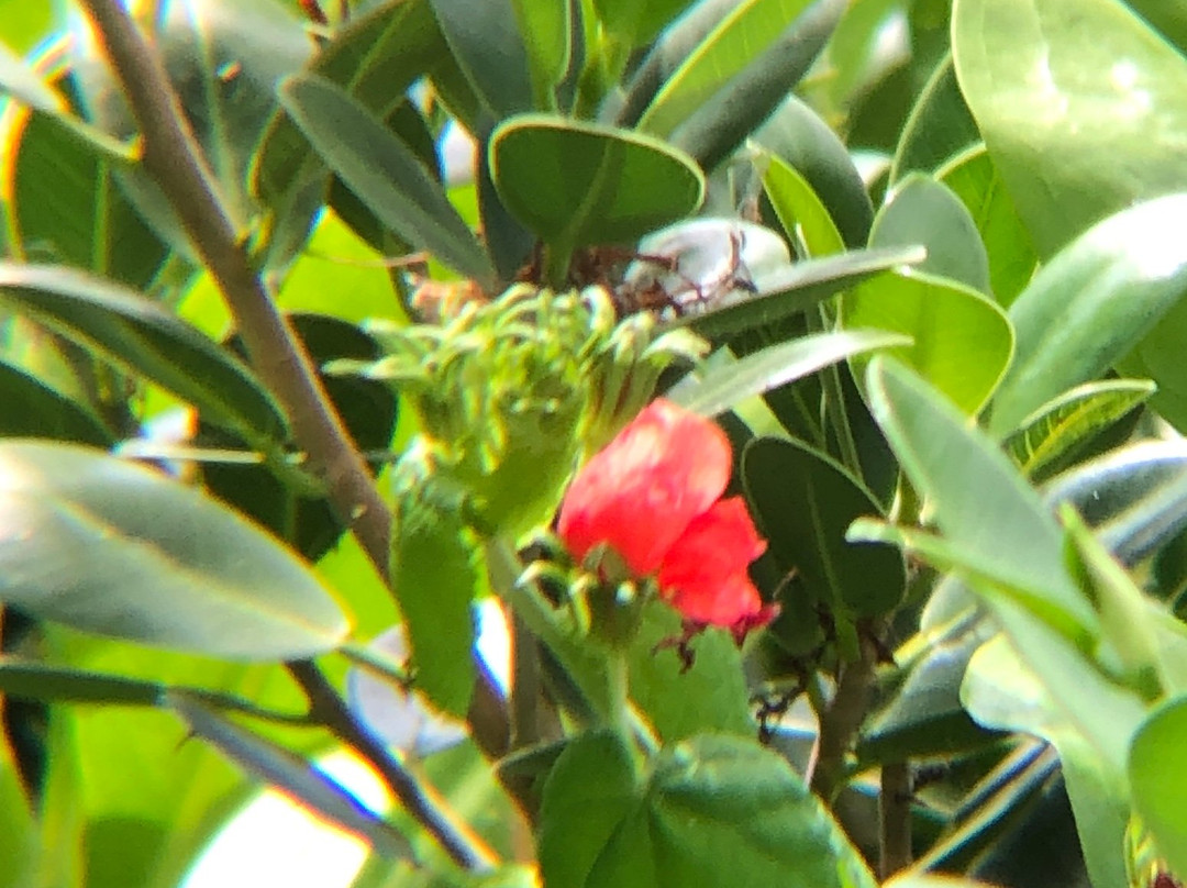 South Padre Island Birding, Nature Center & Alligator Sanctuary-南帕诸岛必去景点