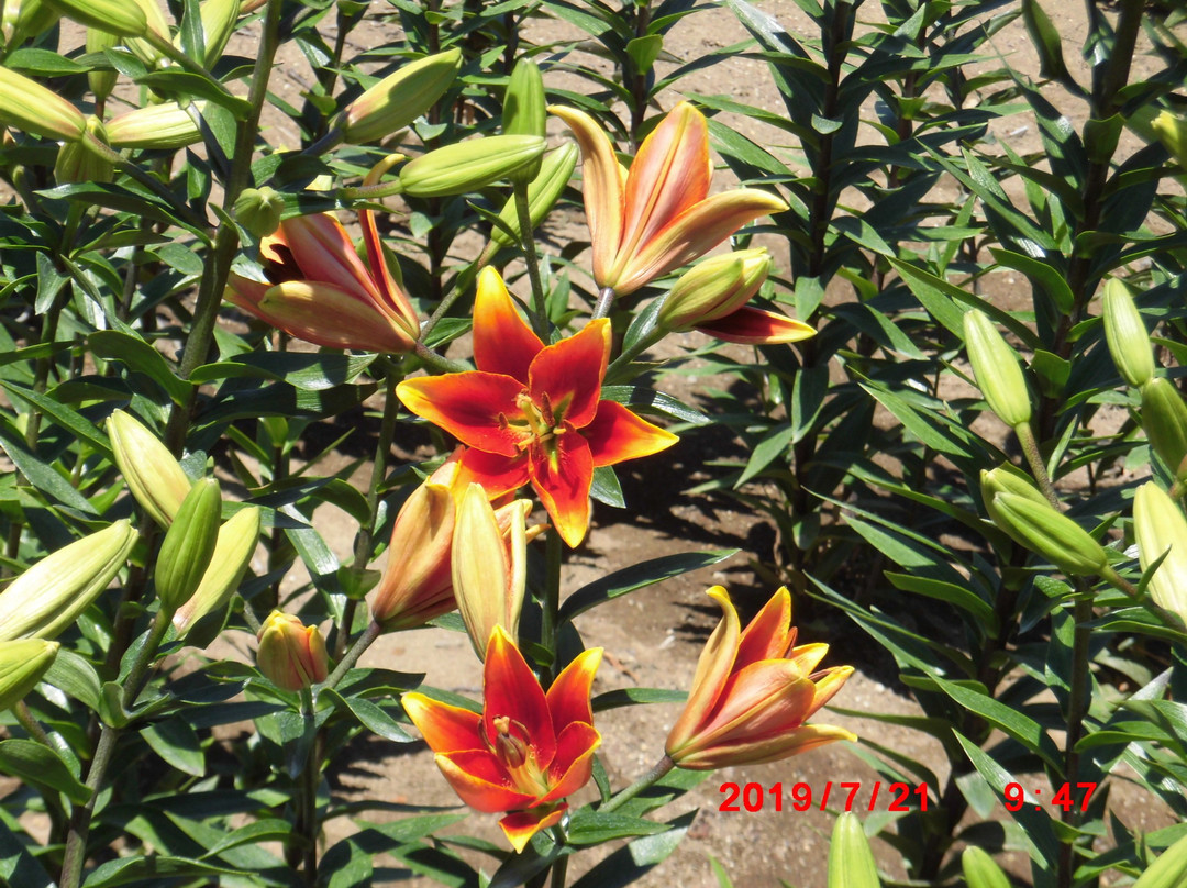 Yuri No Sato Koshimizu Lily Park-小清水町必去景点