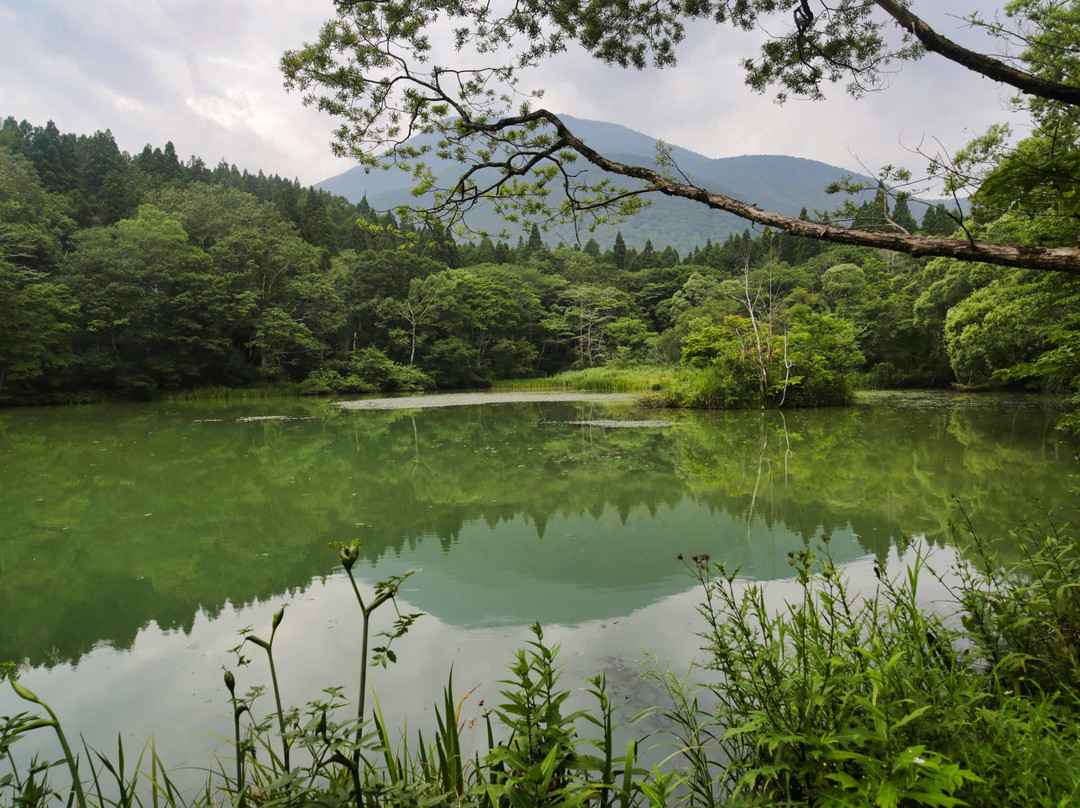 Iyashi Forest Ojikaike Hiking Course景点图片