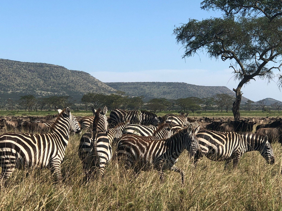 Livets Resa-阿鲁沙必去景点