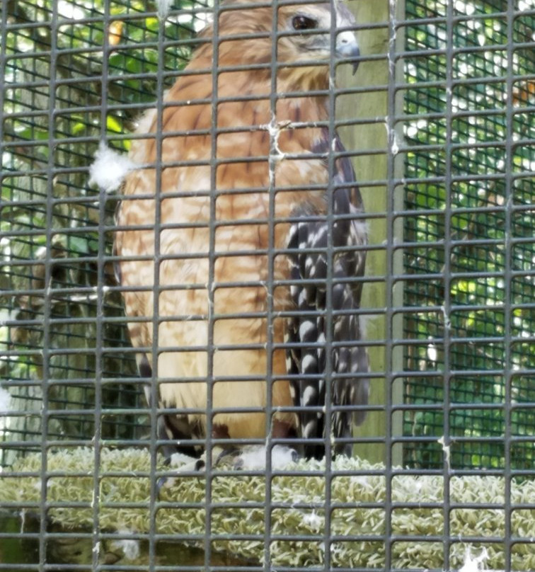 Ohio Bird Sanctuary景点图片