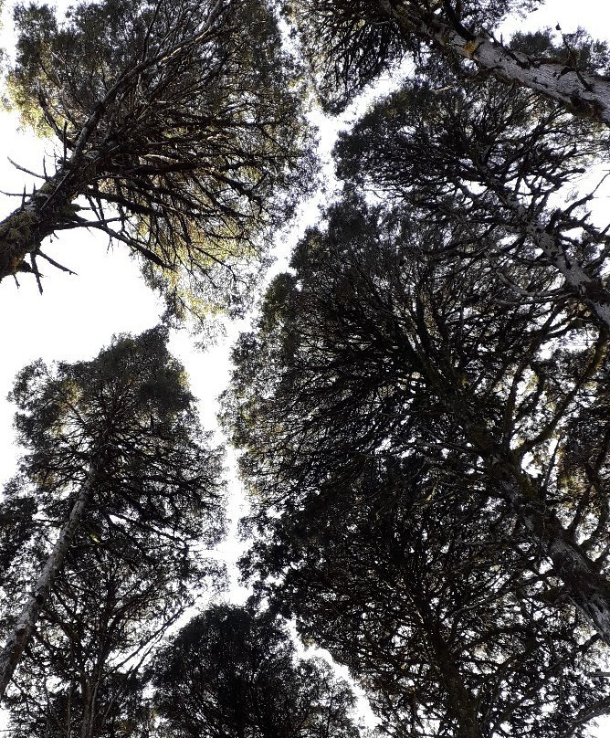 Parque das Sequoias景点图片