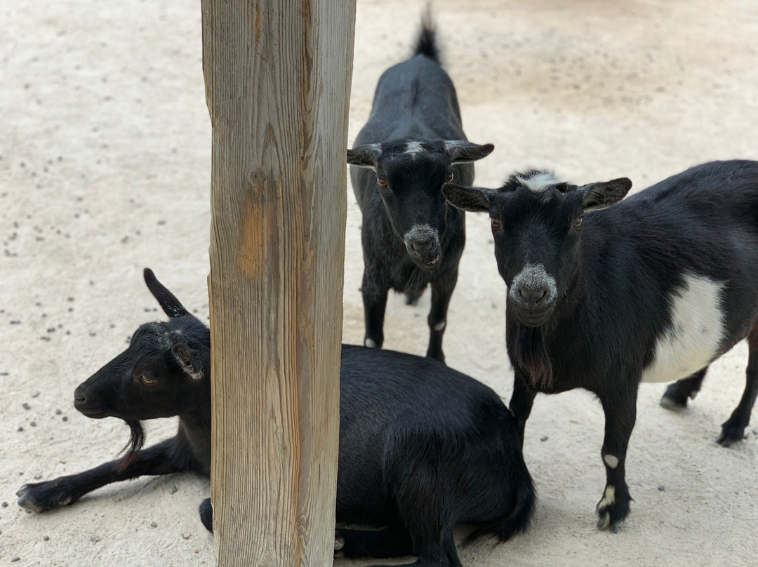 Green Meadows Petting Farm-Waterford必去景点