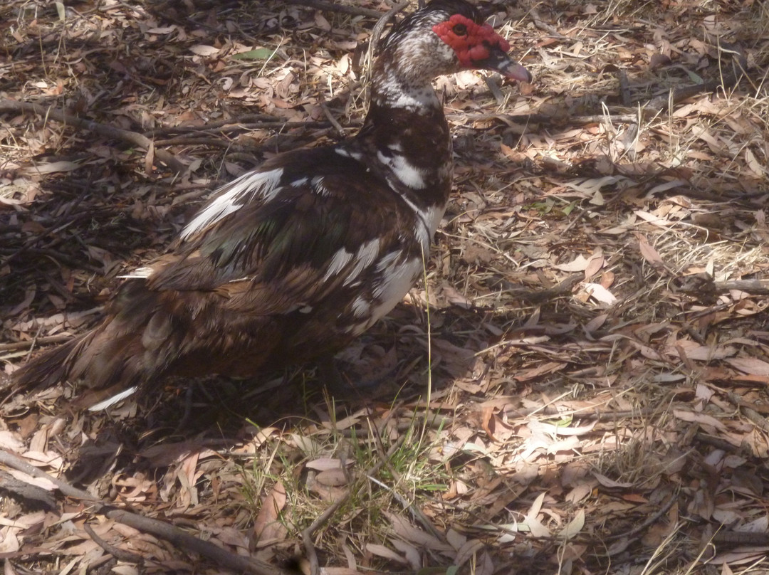 Kaniva Wetlands and Fauna Park-Kaniva必去景点