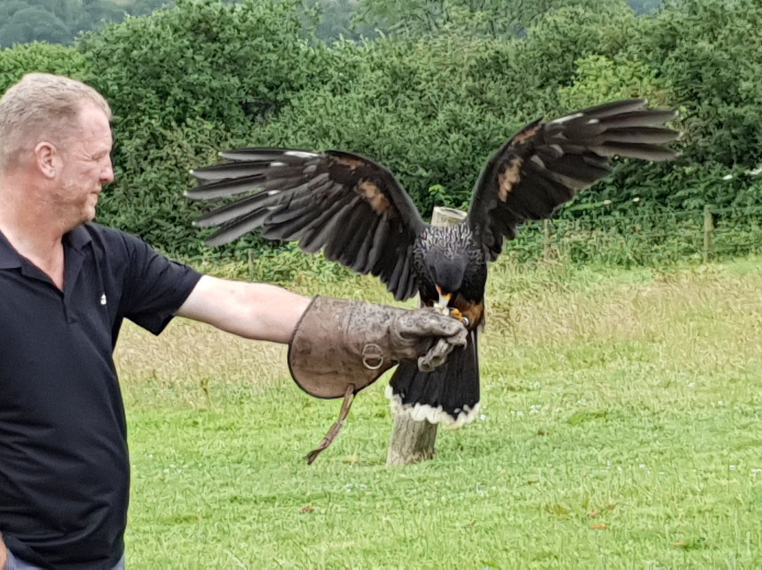 West Wales Falconry景点图片