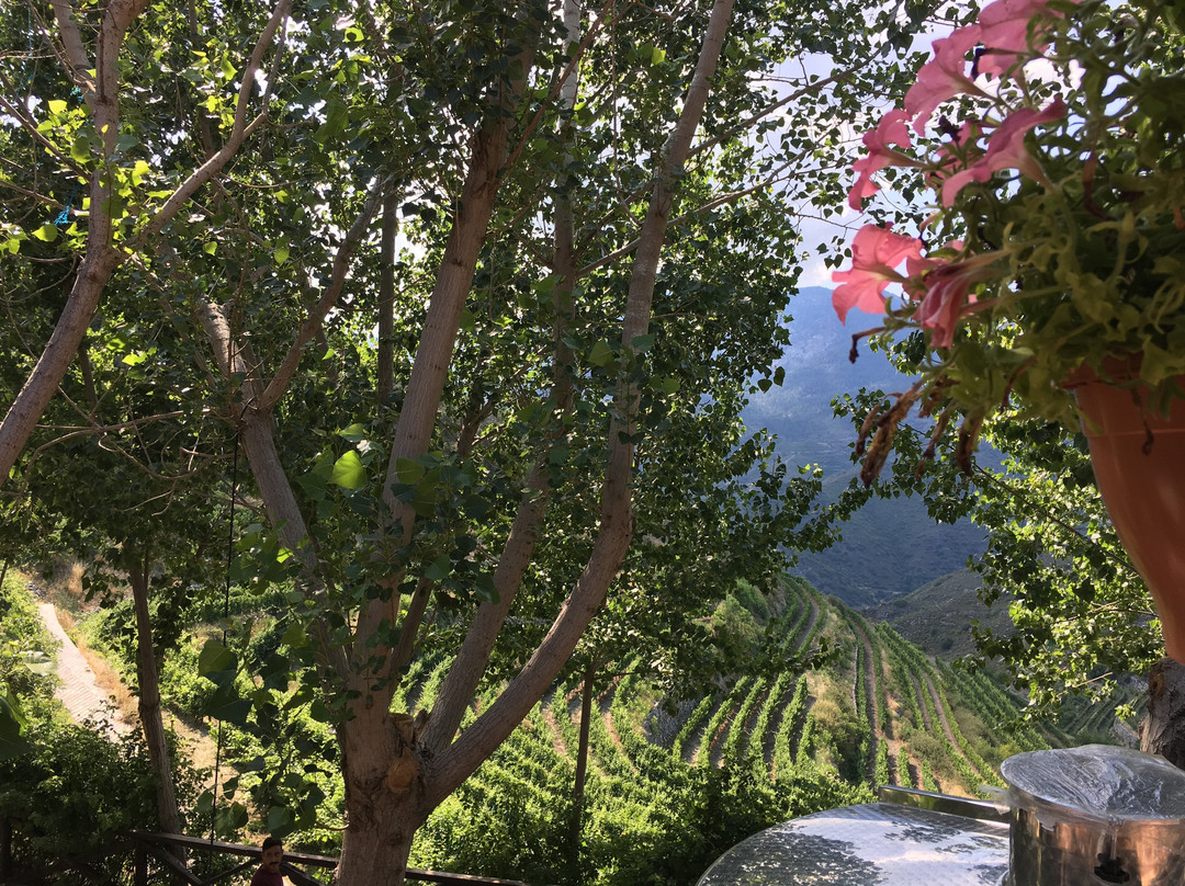 Potamitissa旅游景点-Tsiakkas Winery