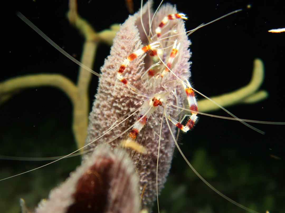 Paradise (Paraiso) Reef-考祖梅必去景点
