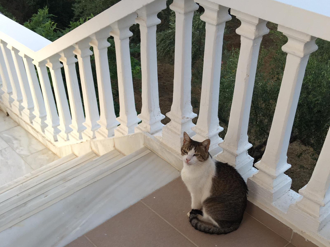 Apollon Apartments主图