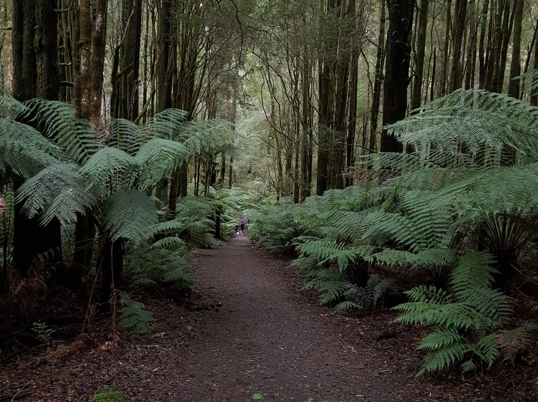 Beauchamp Falls-Beech Forest必去景点