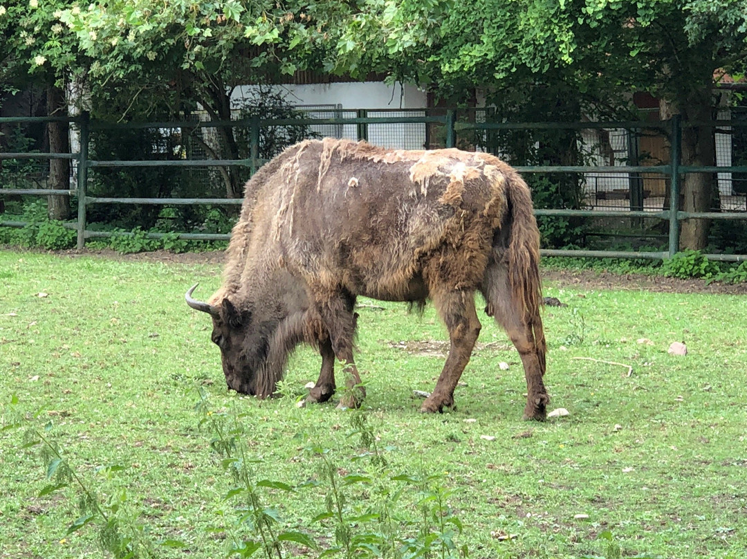 Tierpark Gotha景点图片
